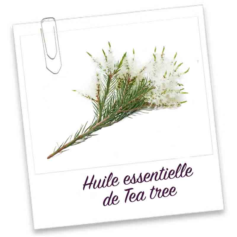 Huile essentielle tea tree 30ml naturelle