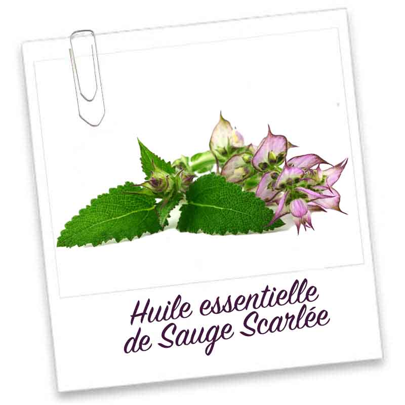 Huile essentielle- Sauge Sclaree