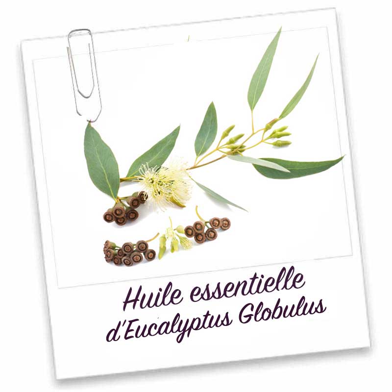 Huile Essentielle 100% pure EUCALYPTUS