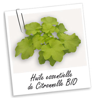 Huile Essentielle CITRONNELLE (10ml)