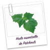 Huile essentielle de Patchouli