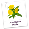 Huile Vegetale Bio: Onagre